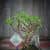 Купить Крассула Luxury Plants Счастливый Суйдзей, со скалой по низкой цене