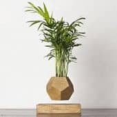 Купить Хамедорея Levitera левитирующая, темная по низкой цене