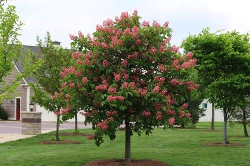Купить Каштан Бриоти (Aesculus carnea Briotii) саженец, 10 шт. в упаковке по низкой цене