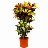 Купить Кротон Luxury Plants Миссис Айстон по низкой цене