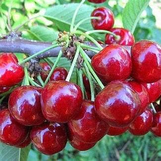 Купить Вишня Уйфехертош фюртош (саженец), 10 шт. в упаковке по низкой цене
