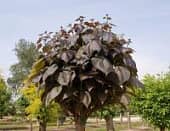Купить Катальпа краснеющая Пурпуреа (Catalpa erubescens Purpurea) саженец, 10 шт. в упаковке по низкой цене