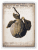 Купить Панно Sid Dickens Ancient Pear 430 дизайнерское, 15х20х3 см по низкой цене