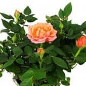 Купить Роза Luxury Plants Кордана оранжевая по низкой цене