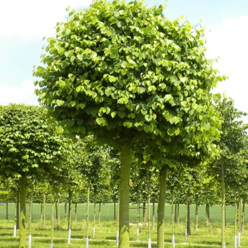 Купить Липа крупнолистная (Tilia platyphyllos) саженец, 10 шт. в упаковке по низкой цене