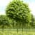 липа крупнолистная (tilia platyphyllos) саженец, 10 шт. в упаковке Купить Липа крупнолистная (Tilia platyphyllos) саженец, 10 шт. в упаковке по низкой цене