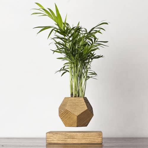 Купить Хамедорея Levitera левитирующая, темная по низкой цене