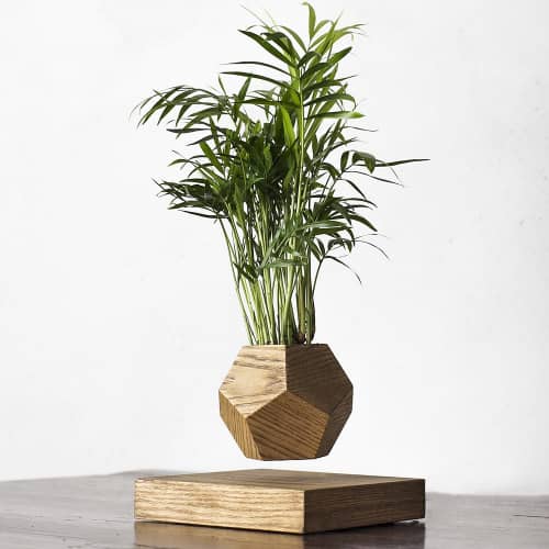 Купить Хамедорея Levitera левитирующая, темная по низкой цене