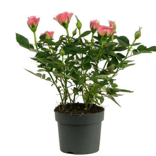 Купить Роза Luxury Plants Кордана розовая по низкой цене