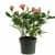 Купить Роза Luxury Plants Кордана розовая по низкой цене