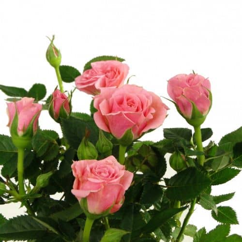 Купить Роза Luxury Plants Кордана розовая по низкой цене