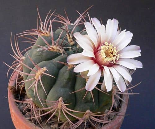 Купить Кактус Gymnocalicium по низкой цене