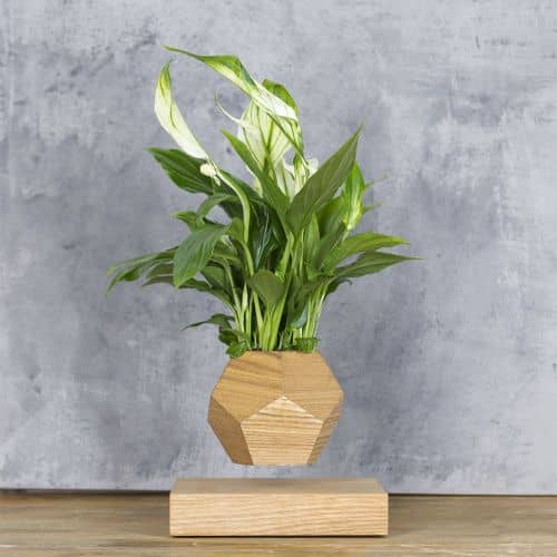 Купить Спатифиллум Levitera левитирующий, светлый по низкой цене