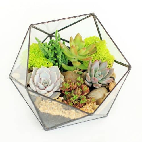 Купить Флорариум Levitera Икосаэдр мини по низкой цене