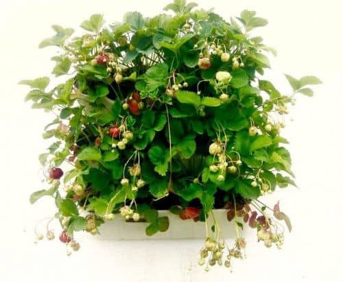 Купить Вертикальная грядка BOXSAND для клубники 60х65 см по низкой цене