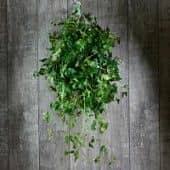 Купить Циссус Luxury Plants подвесной по низкой цене