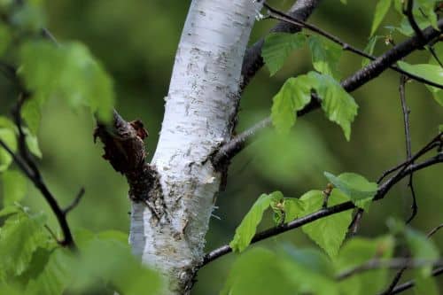 Купить Береза бумажная Пепер Бирч (Betula papyrifera Pepper Birch) саженец, 10 шт. в упаковке по низкой цене