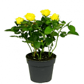 Купить Роза Luxury Plants Кордана желтая по низкой цене