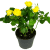 роза luxury plants кордана желтая Купить Роза Luxury Plants Кордана желтая по низкой цене