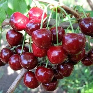 Купить Черешня Ярославна (саженец), 10 шт. в упаковке по низкой цене