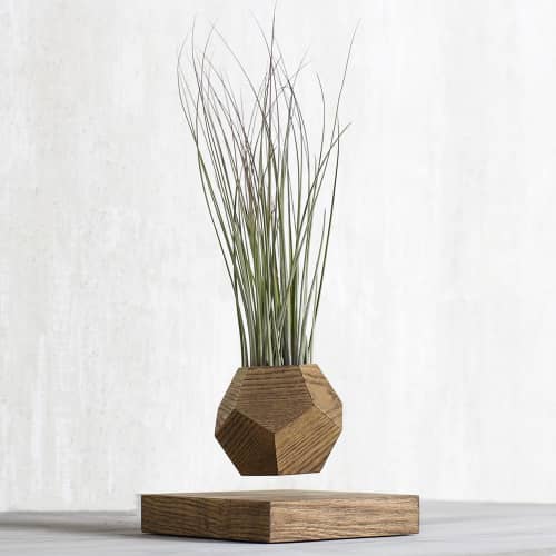 Купить Тилландсия Levitera левитирующая, темная по низкой цене