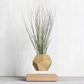 Купить Тилландсия Levitera левитирующая, светлая по низкой цене