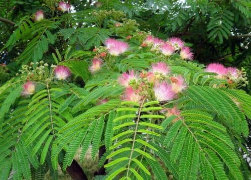 Купить Акация ленкоранская (альбиция шелковая) саженец, 10 шт. в упаковке по низкой цене