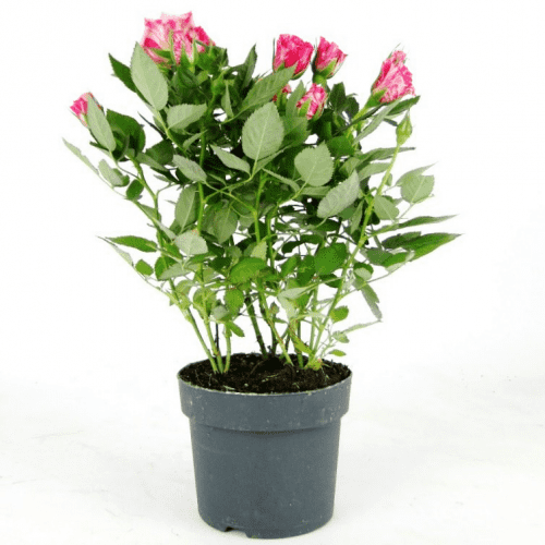 Купить Роза Luxury Plants Кордана Джиджи по низкой цене