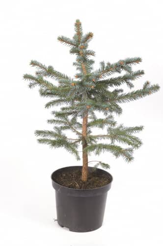 Купить Ель Glauca колючая, 10 шт. в упаковке по низкой цене