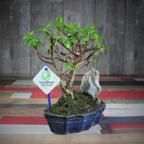 Купить Крассула Luxury Plants Счастливый Суйдзей, со скалой по низкой цене