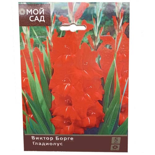 Купить Гладиолус крупноцветковый Виктор Борге 10/12, 5 по низкой цене