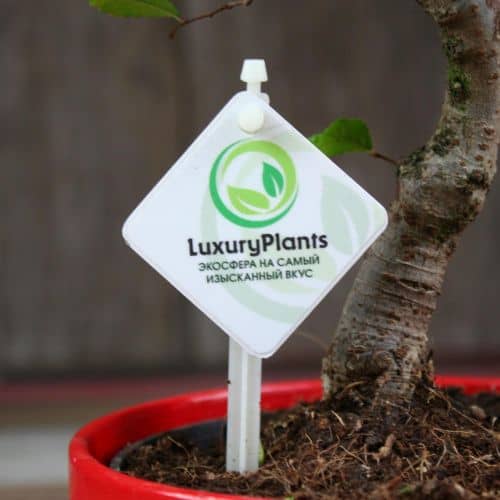 Купить Бонсай Luxury Plants вяз Лаки в керамике по низкой цене