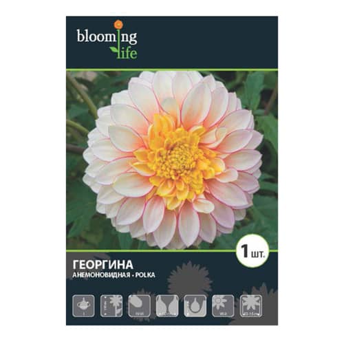 Купить Георгина анемоновидная Полька I, 1 1 шт в упаковке Blooming Life по низкой цене