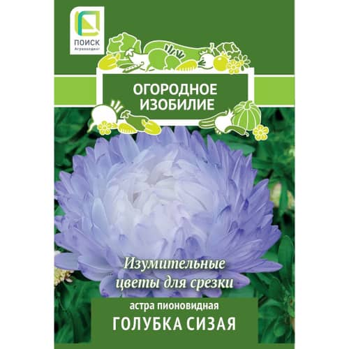 Купить Астра пионовидная Голубка сизая по низкой цене