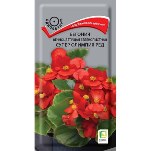 Купить Бегония вечноцветущая зеленолистная Супер Олимпия Ред по низкой цене