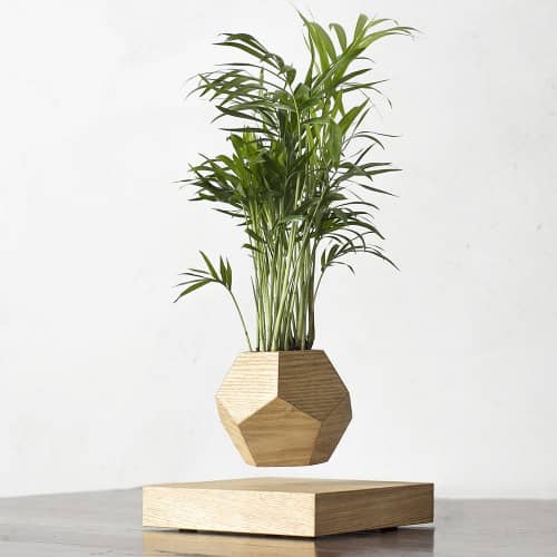 Купить Хамедорея Levitera левитирующая, светлая по низкой цене