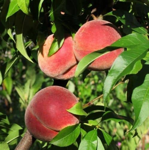 Купить Персик Амбер Голд (саженец), 10 шт. в упаковке по низкой цене