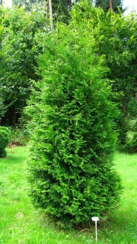 Купить Туя западная Брабант (Thuja occidentalis Brabant) саженец, 10 шт. в упаковке по низкой цене