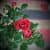 Купить Роза  Luxury Plants патио Аморе красная по низкой цене