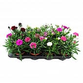 Купить Гвоздика Микс d9 см по низкой цене