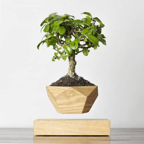 Купить Бонсай Levitera левитирующий, светлый по низкой цене