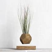 Купить Тилландсия Levitera левитирующая, темная по низкой цене