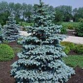 Купить Ель Голубая (Picea pungens) саженец, 10 шт. в упаковке по низкой цене