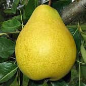 Купить Груша Долисан (саженец), 10 шт. в упаковке по низкой цене