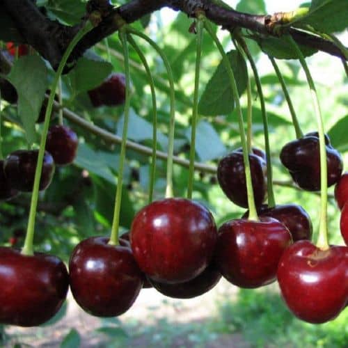 Купить Вишня Молодёжная (саженец), 10 шт. в упаковке по низкой цене