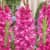 гладиолус крупноцветковый грозный 12/14, 7 7 шт в упаковке blooming life Купить Гладиолус крупноцветковый Грозный 12/14, 7 7 шт в упаковке Blooming Life по низкой цене