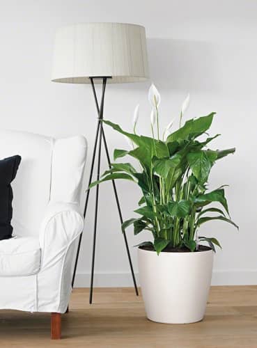 Купить Кашпо Lechuza Classico Color 35 см по низкой цене