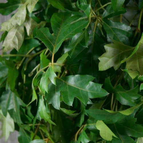 Купить Циссус Luxury Plants подвесной по низкой цене