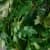 Купить Циссус Luxury Plants подвесной по низкой цене