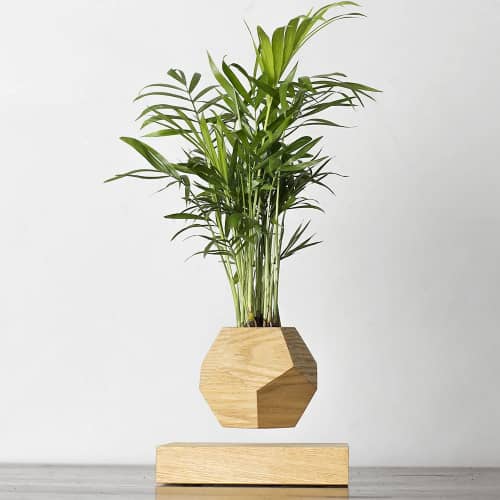 Купить Хамедорея Levitera левитирующая, светлая по низкой цене